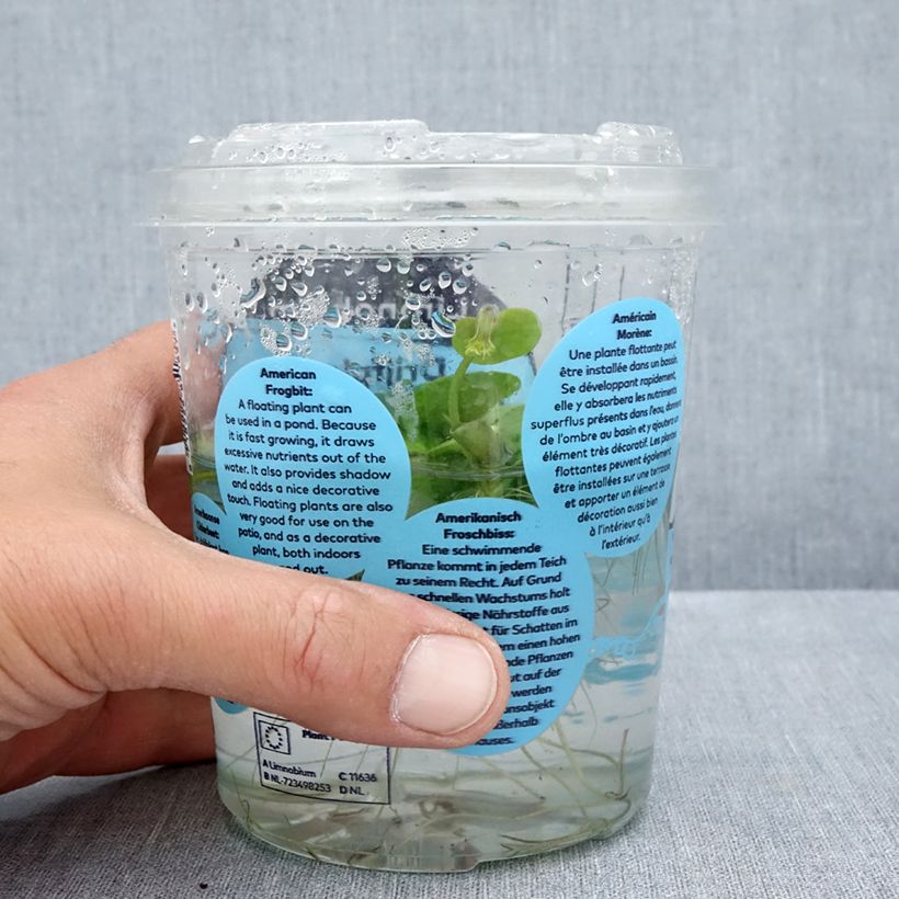 Spécimen de Limnobium spongia - Grenouillette spongieuse Boîte, boite plastique 12cm tel que livré en été