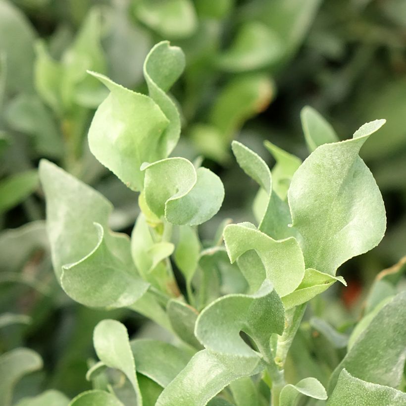 Limoniastrum monopetalum - Grand statice, Lavande de mer (Feuillage)