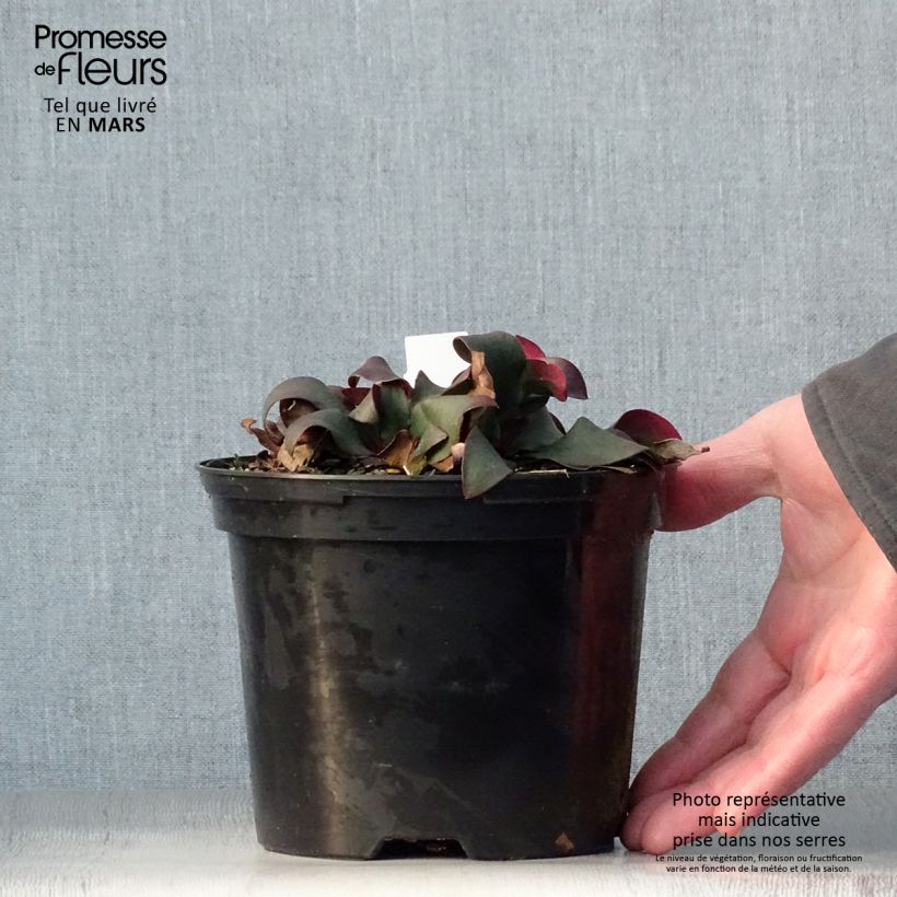 Example of limonium Dazzle Rocks - Statice vivace  Pot de 2L/3L as you get in printemps