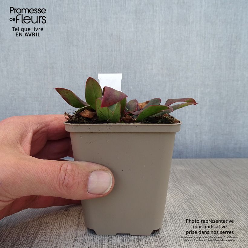 Example of limonium Dazzle Rocks - Statice vivace  Godet de 8/9 cm as you get in printemps