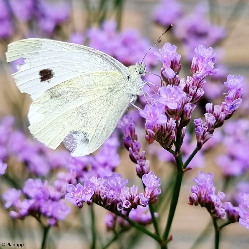 limonium Dazzle Rocks - Statice vivace  (Flowering)