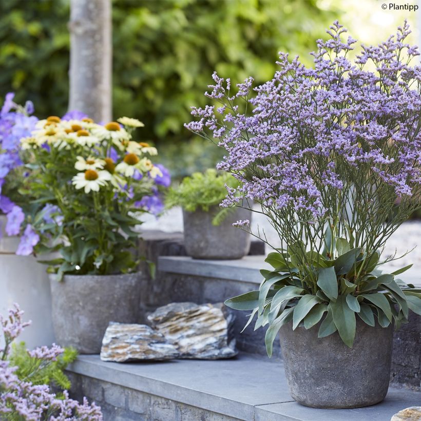 limonium Dazzle Rocks - Statice vivace  (Plant habit)