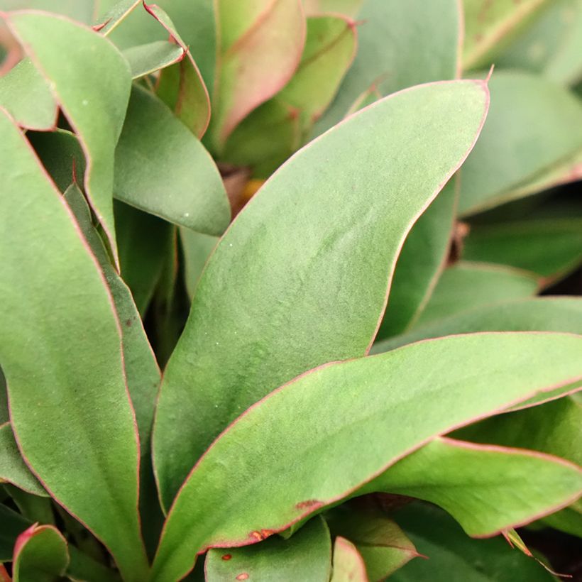 limonium Dazzle Rocks - Statice vivace  (Foliage)