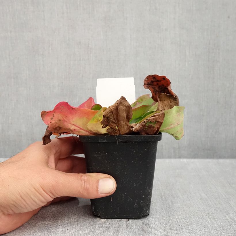 Spécimen de Limonium platyphyllum - Statice vivace Godet de 8/9 cm tel que livré en automne