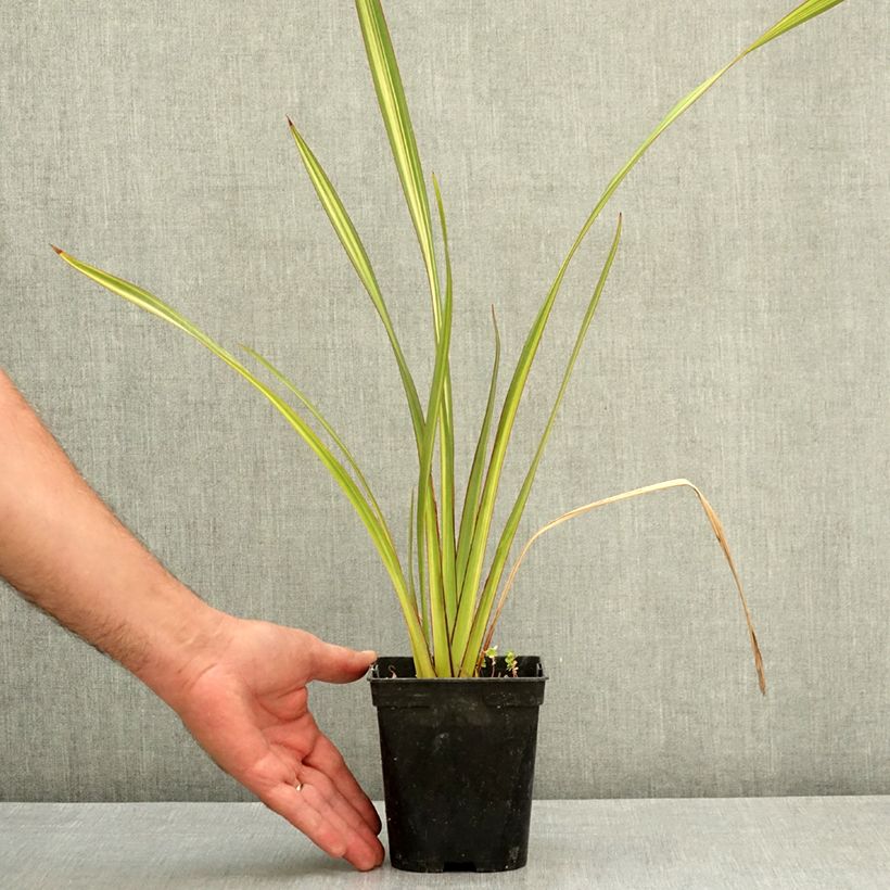 Spécimen de Lin de Nouvelle-Zélande - Phormium Apricot Queen Pot de 1,5L/2L tel que livré en été