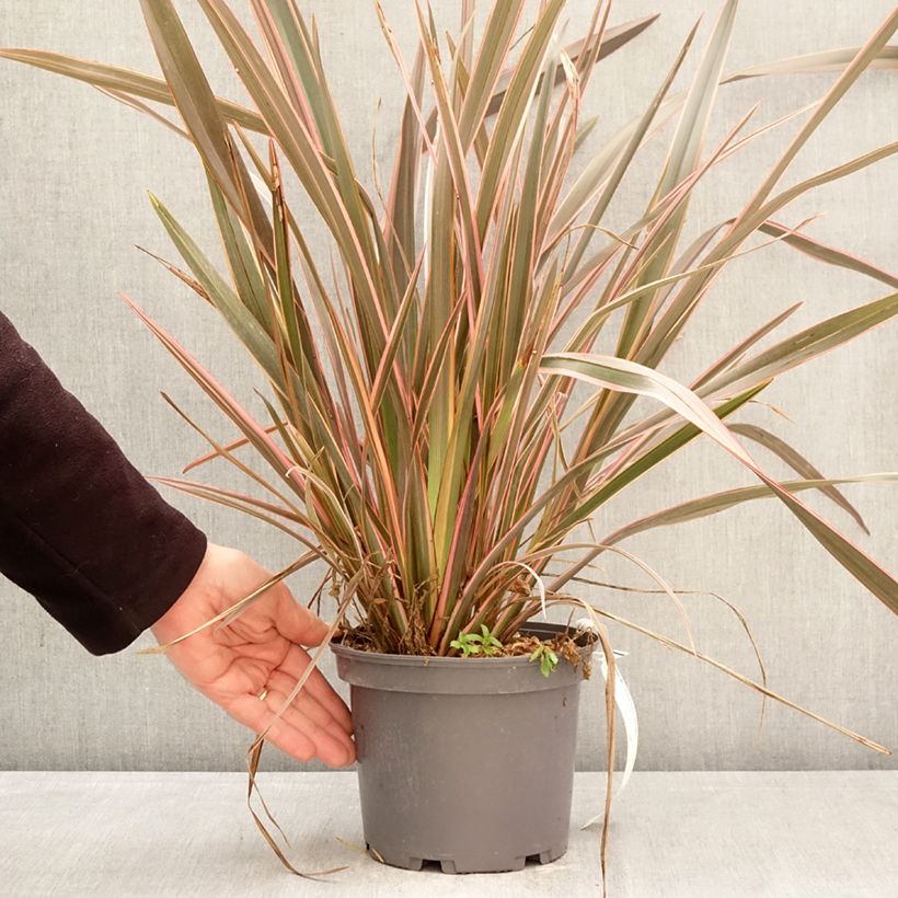 Spécimen de Lin de Nouvelle-Zélande - Phormium tenax Flamingo Pot de 3L/4L tel que livré au printemps