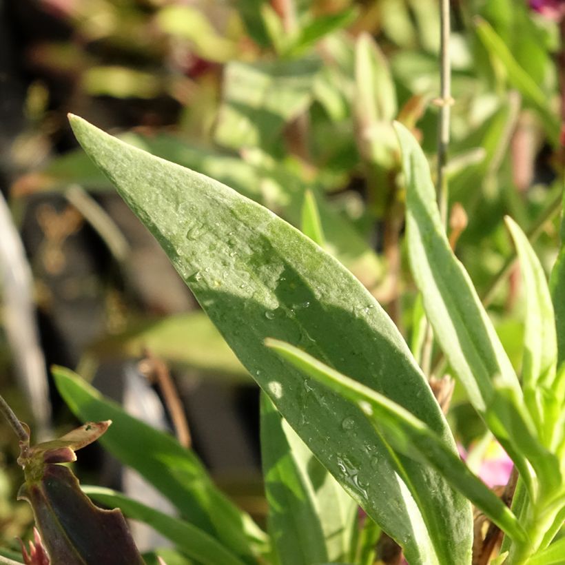 Linaria triornithophora, Linaire à trois oiseaux (Foliage)