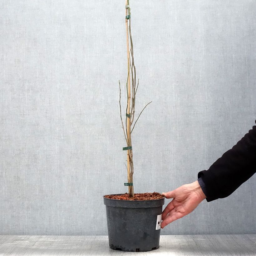 Example of Lindera benzoin - Laurier benzoin Pot de 4L/5L as you get in printemps