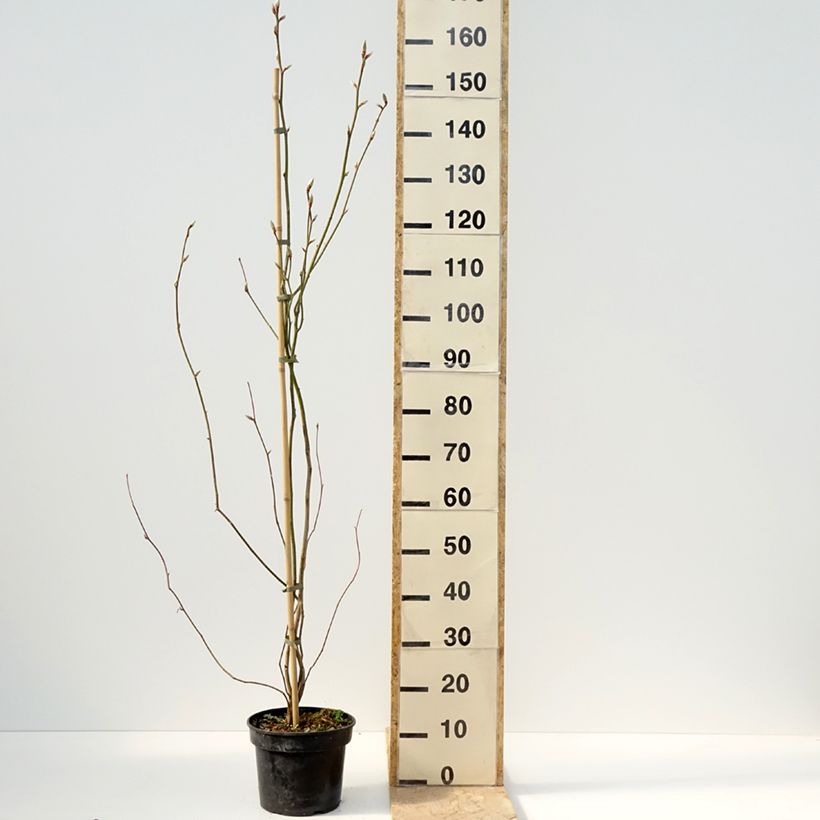 Spécimen de Lindera obtusiloba Pot de 4L/5L tel que livré au printemps