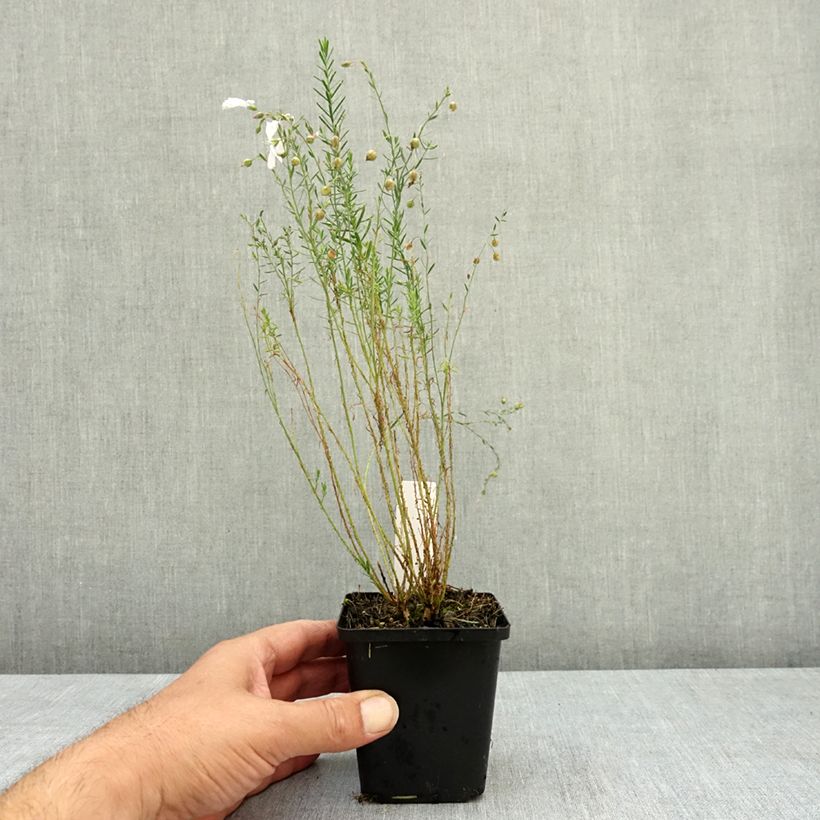 Spécimen de Linum perenne Diamant - Lin vivace Godet de 8/9 cm tel que livré en été