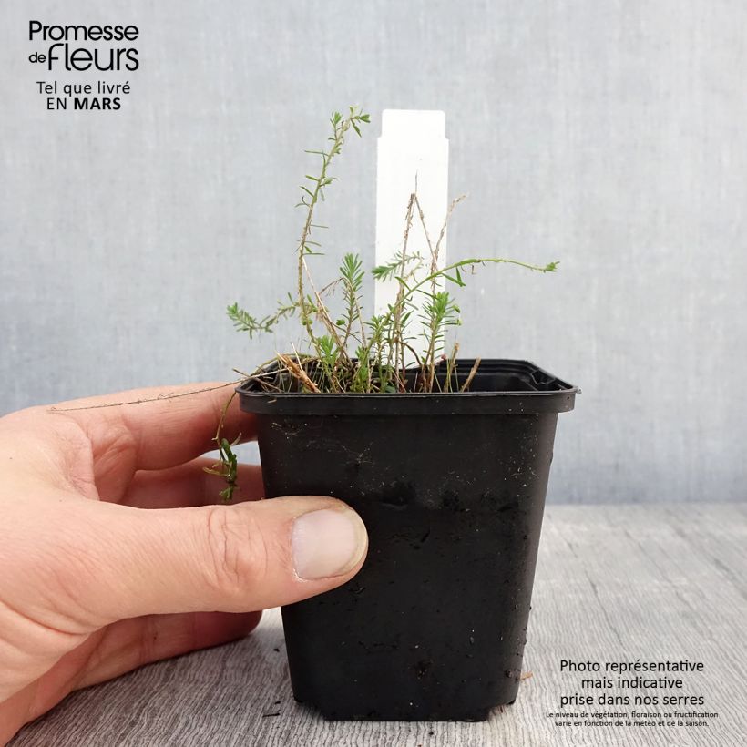 Example of Linum perenne Saphir - Lin vivace Godet de 8/9 cm as you get in printemps