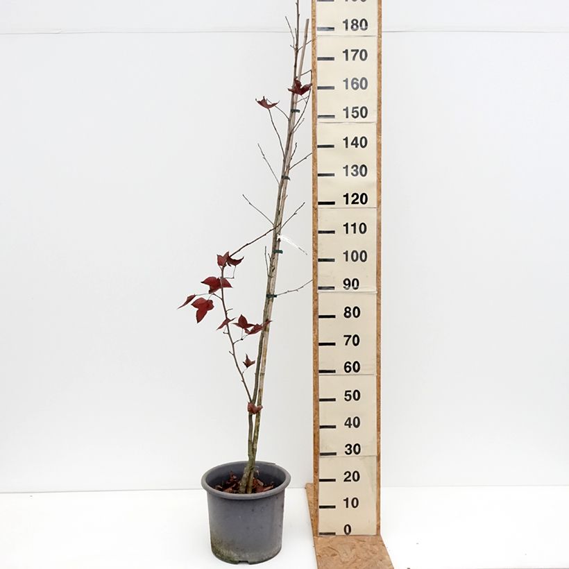 Spécimen de Liquidambar formosana - Copalme de Chine Pot de 12L/15L, Baliveau tel que livré en automne