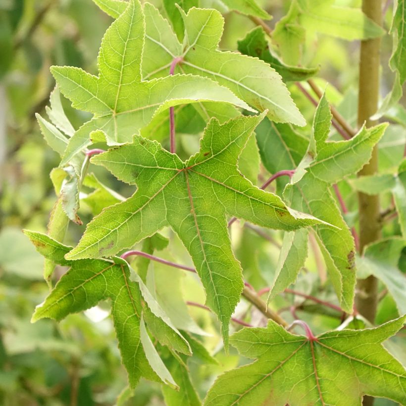 Liquidambar styraciflua Autumn Color Globe - Copalme d'Amérique (Feuillage)