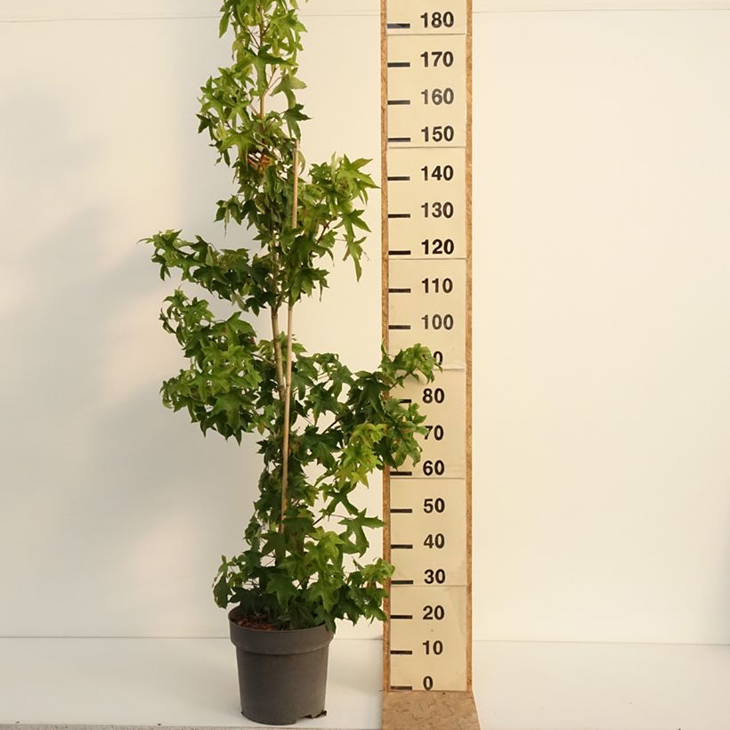 Spécimen de Liquidambar styraciflua Autumn Color Globe - Copalme d'Amérique Pot de 6L/7L tel que livré en été