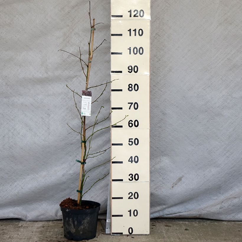 Example of Liquidambar styraciflua Pot de 3L/4L as you get in printemps