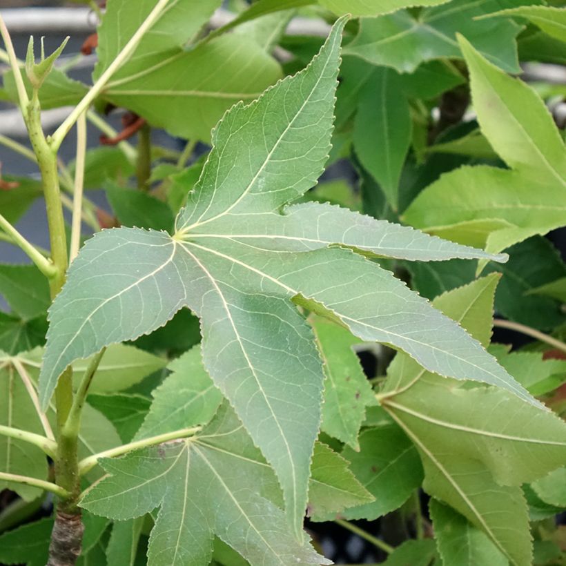Liquidambar styraciflua Oakville Highlight - Copalme d'Amérique (Foliage)