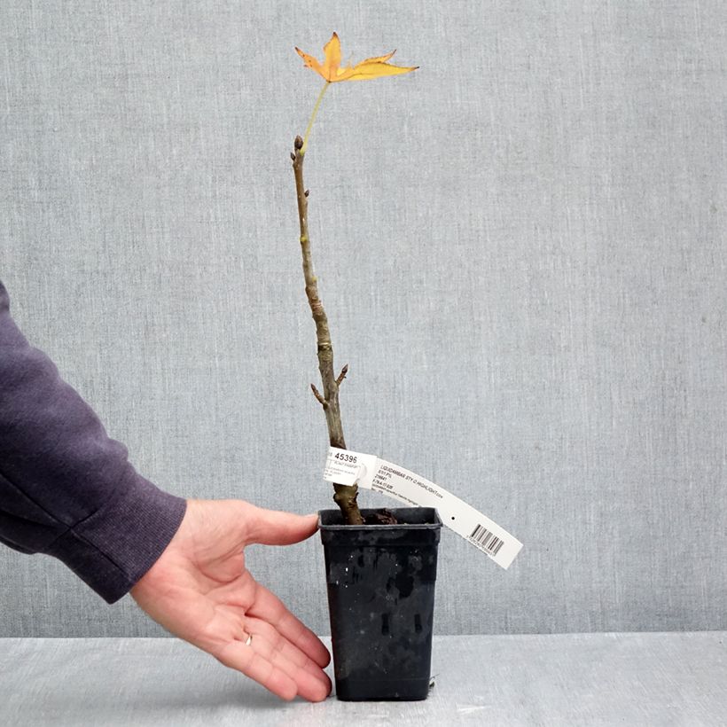Spécimen de Liquidambar styraciflua Oakville Highlight - Copalme d'Amérique Pot de 1L/1,5L tel que livré en automne