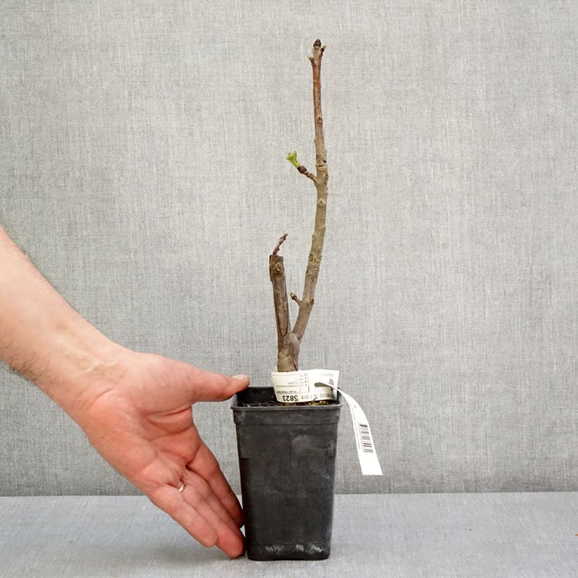 Example of Liquidambar styraciflua Oakville Highlight - Copalme d'Amérique Pot de 1L/1,5L as you get in printemps