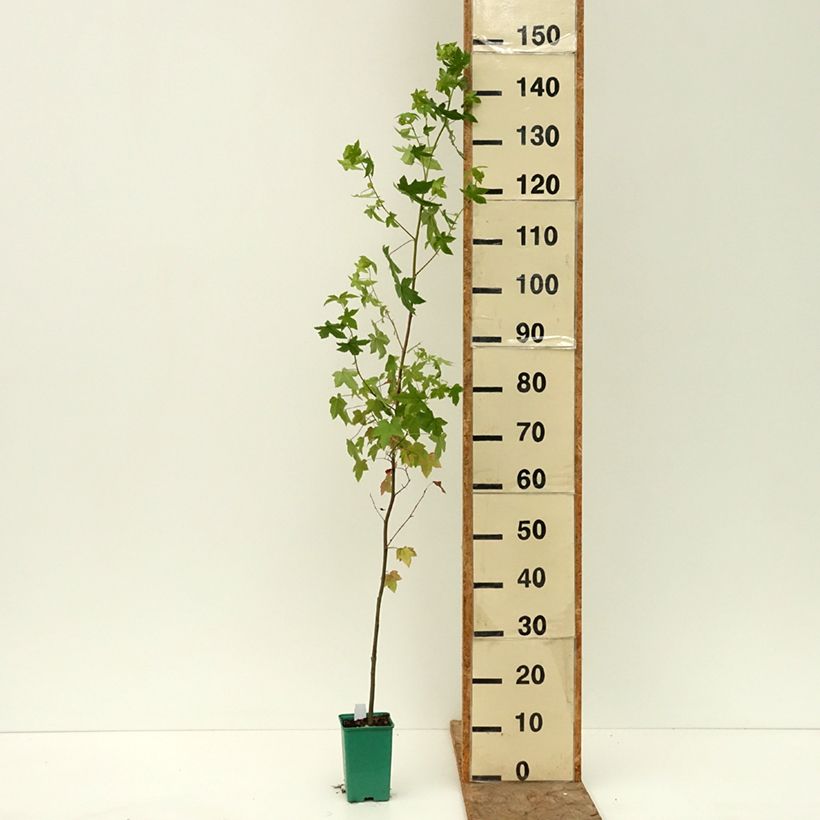 Spécimen de Liquidambar styraciflua Pot de 12 cm / 13 cm tel que livré en été