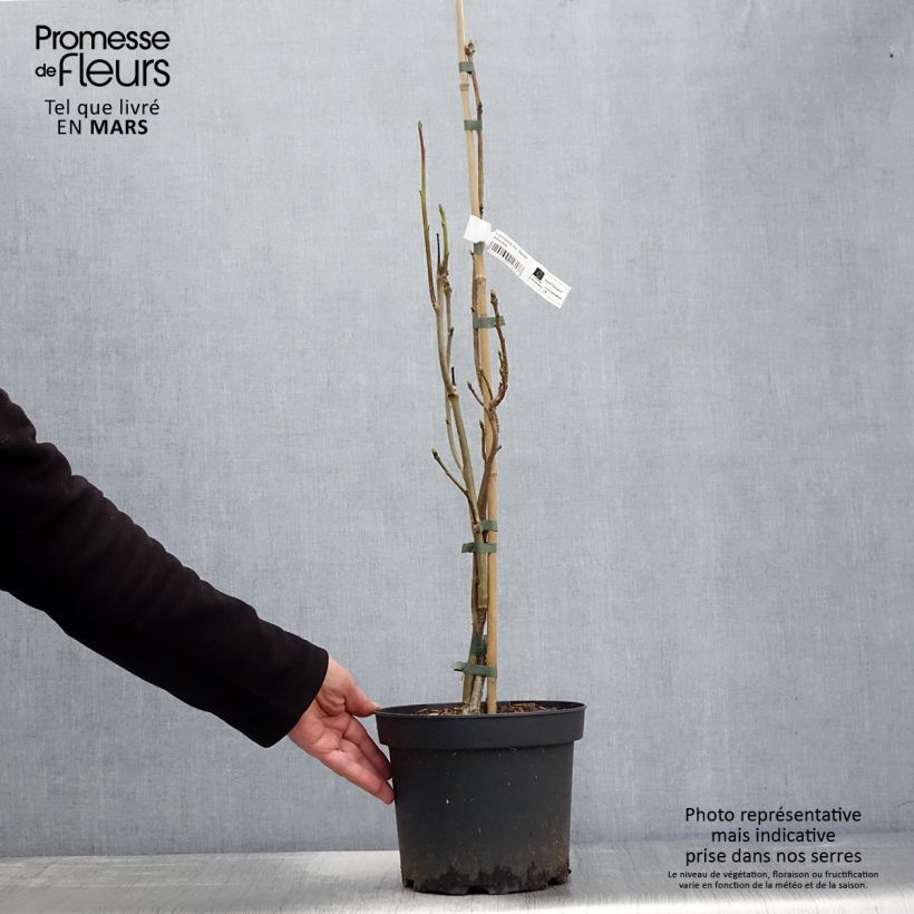 Example of Liquidambar styraciflua Slender Silhouette - Copalme d'Amérique Pot de 4L/5L as you get in printemps