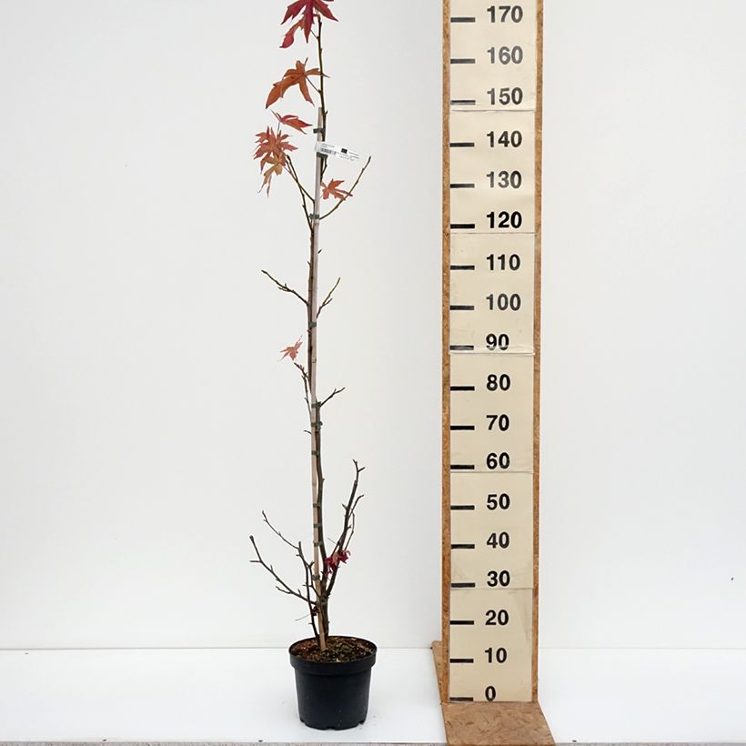 Spécimen de Liquidambar styraciflua Worplesdon Pot de 4L/5L tel que livré en automne