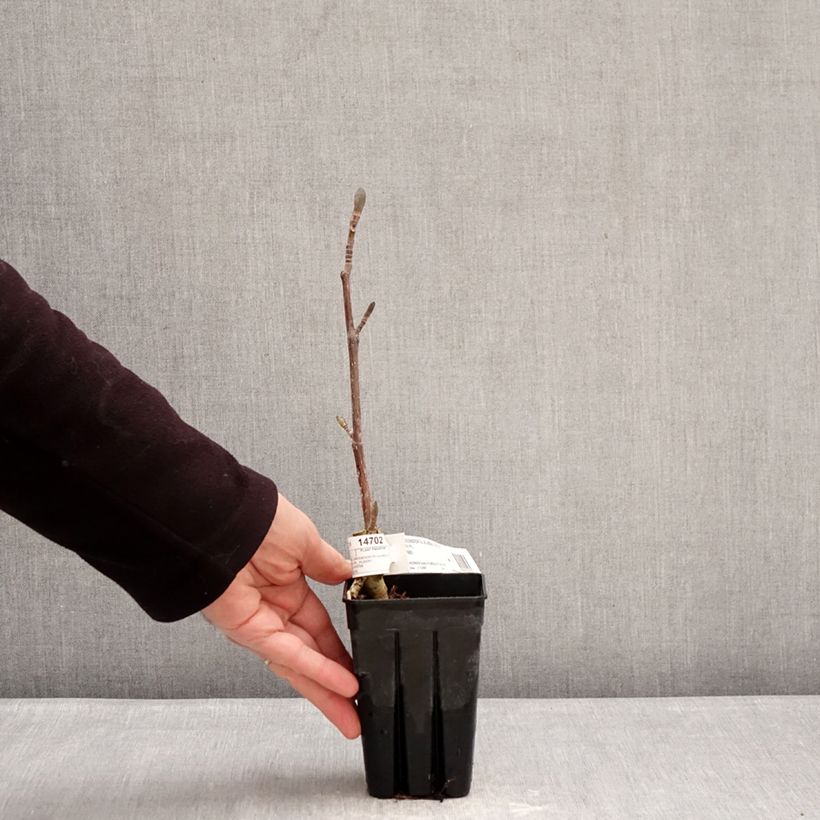 Spécimen de Liriodendron tulipifera Emerald City - Tulipier de Virginie Pot de 1L/1,5L tel que livré en hiver