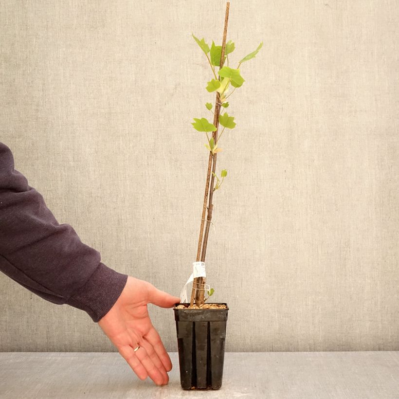Spécimen de Liriodendron tulipifera Emerald City - Tulipier de Virginie Pot de 1L/1,5L tel que livré au printemps