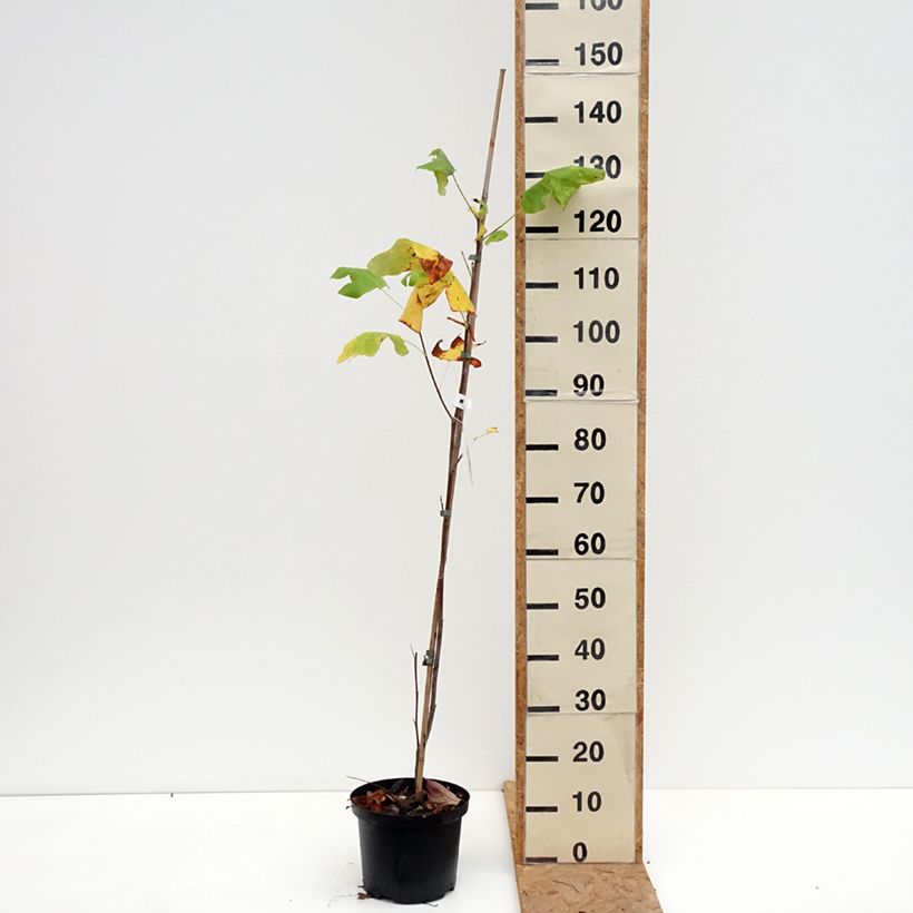 Spécimen de Liriodendron tulipifera Purgatory - Tulipier de Virginie panaché Pot de 4L/5L tel que livré en automne