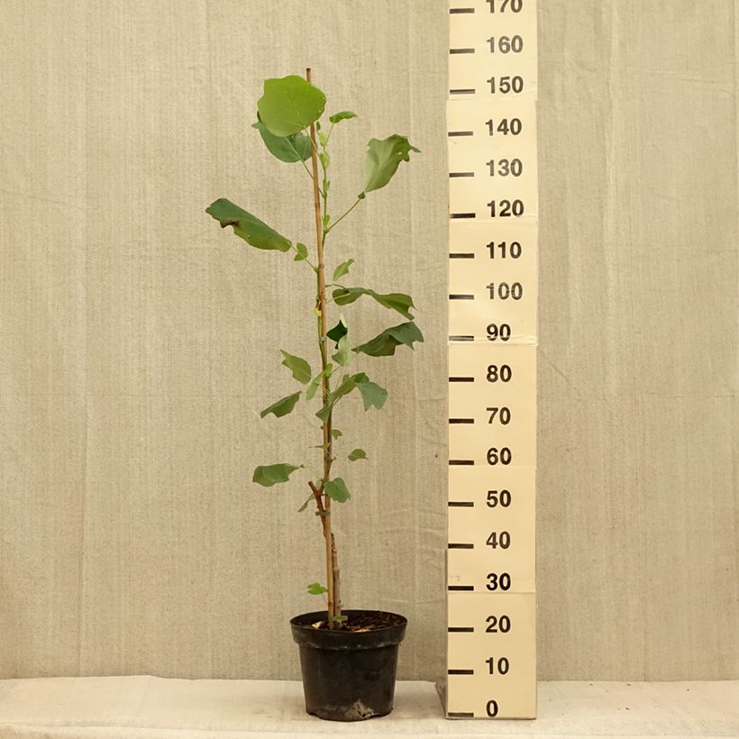 Spécimen de Liriodendron tulipifera Purgatory - Tulipier de Virginie panaché Pot de 4L/5L tel que livré en été