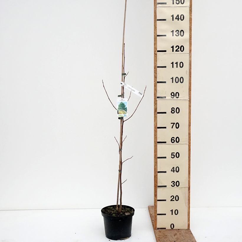 Example of Liriodendron tulipifera Purgatory - Tulipier de Virginie panaché Pot de 4L/5L as you get in hiver