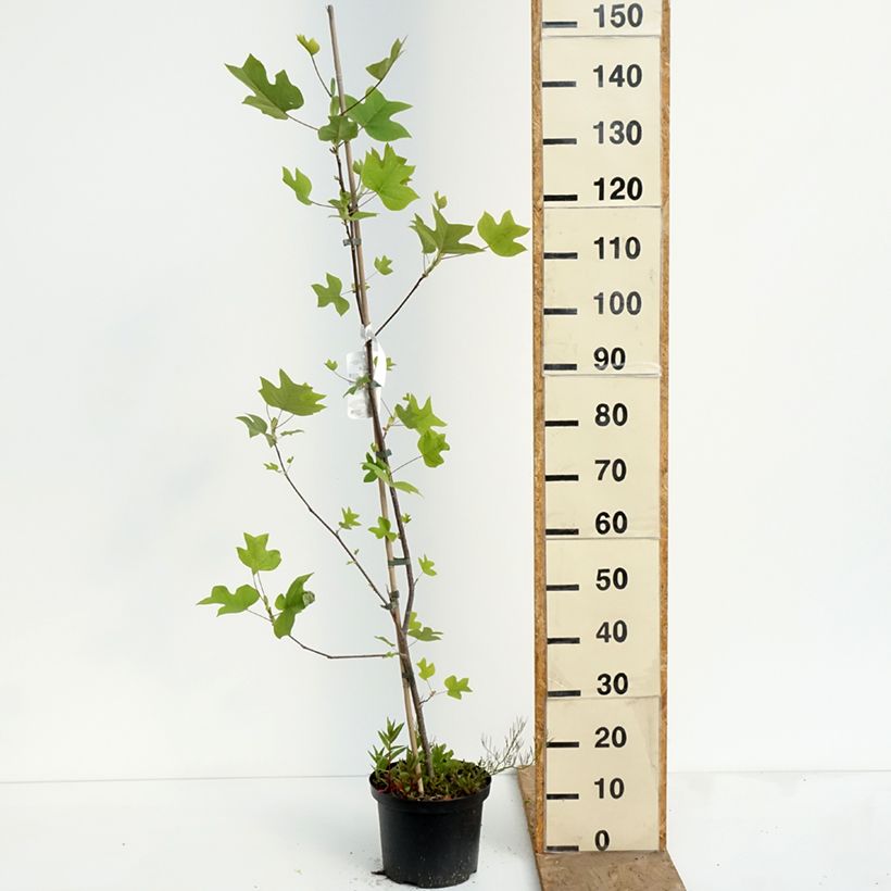 Spécimen de Liriodendron tulipifera Purgatory - Tulipier de Virginie panaché Pot de 4L/5L tel que livré au printemps