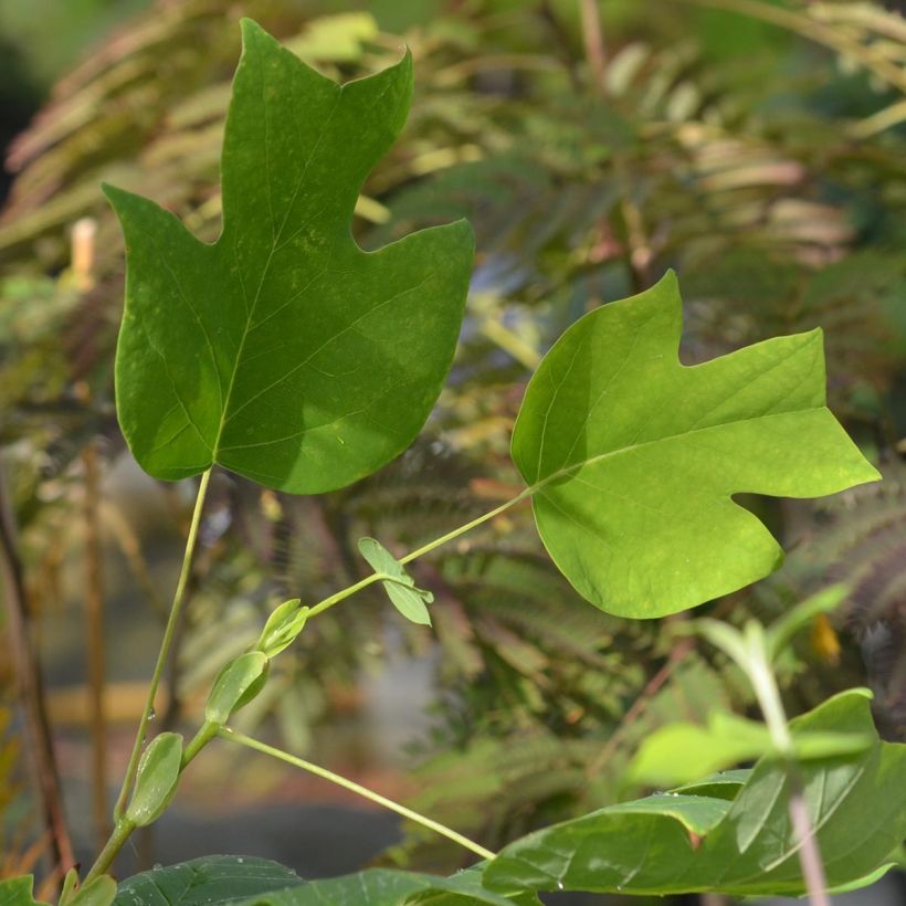 Liriodendron tulipifera - Tulipier de Virginie (Foliage)
