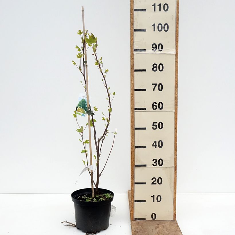 Spécimen de Liriodendron tulipifera - Tulipier de Virginie Pot de 4L/5L tel que livré au printemps