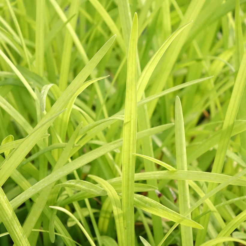 Liriope graminifolia var. densiflora (Foliage)