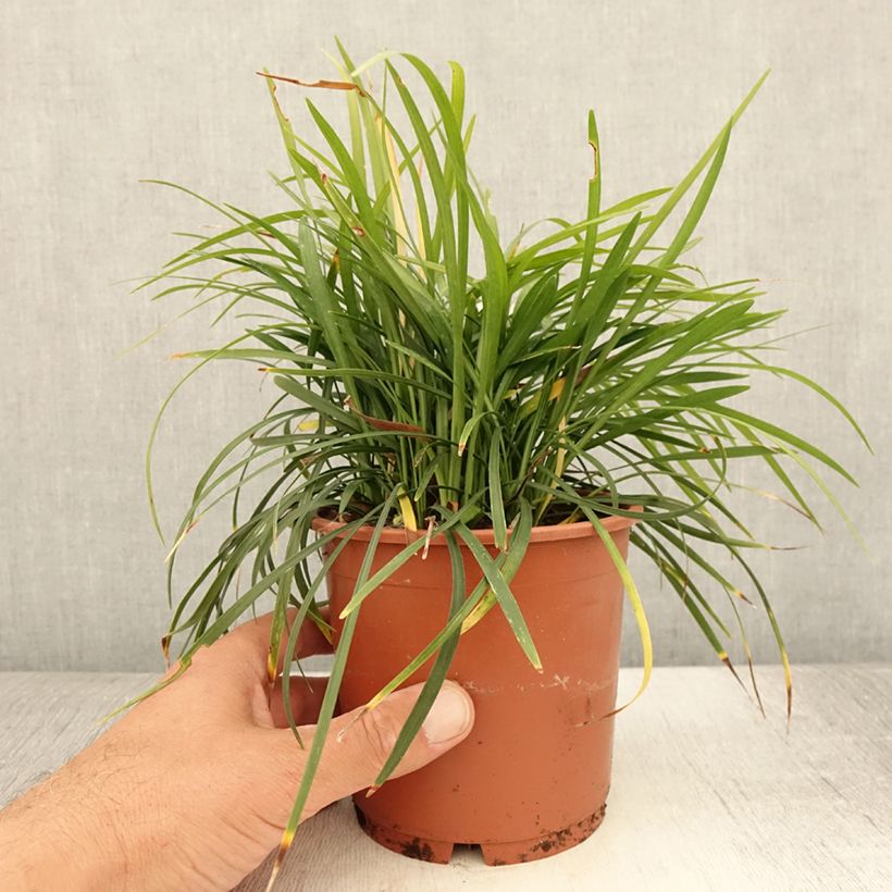 Spécimen de Liriope muscari Ingwersen Pot de 1L/1,5L tel que livré en été