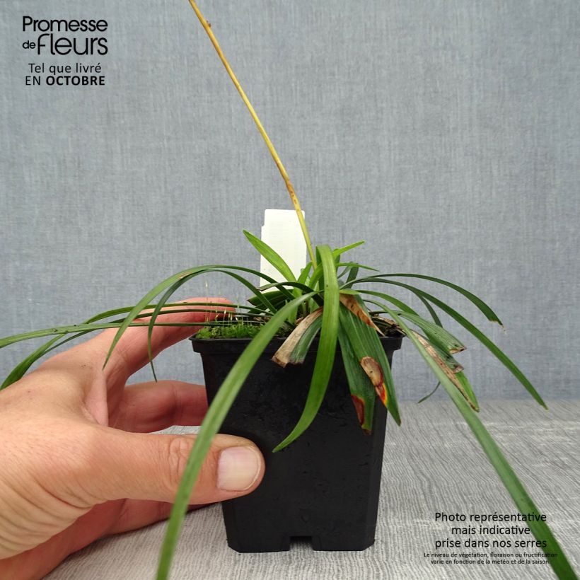 Spécimen de Liriope muscari Ingwersen Godet de 8/9 cm tel que livré en automne