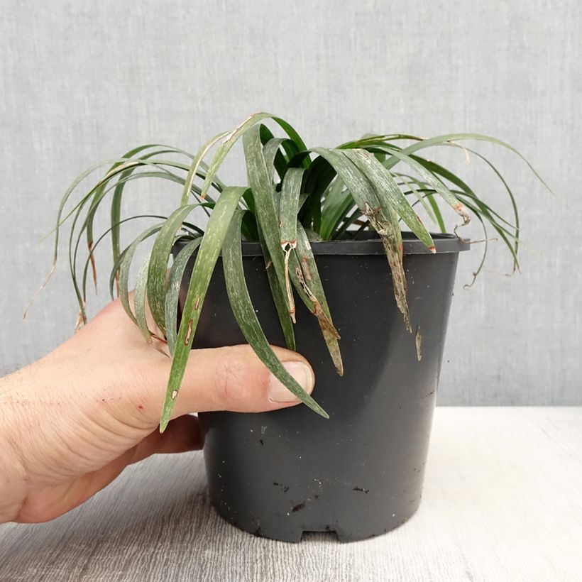 Example of Liriope muscari Monroe White  Pot de 2L/3L as you get in printemps