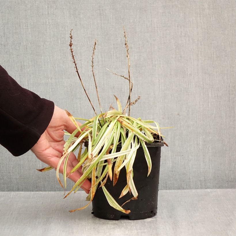 Spécimen de Liriope muscari Variegata Pot de 2L/3L tel que livré en automne