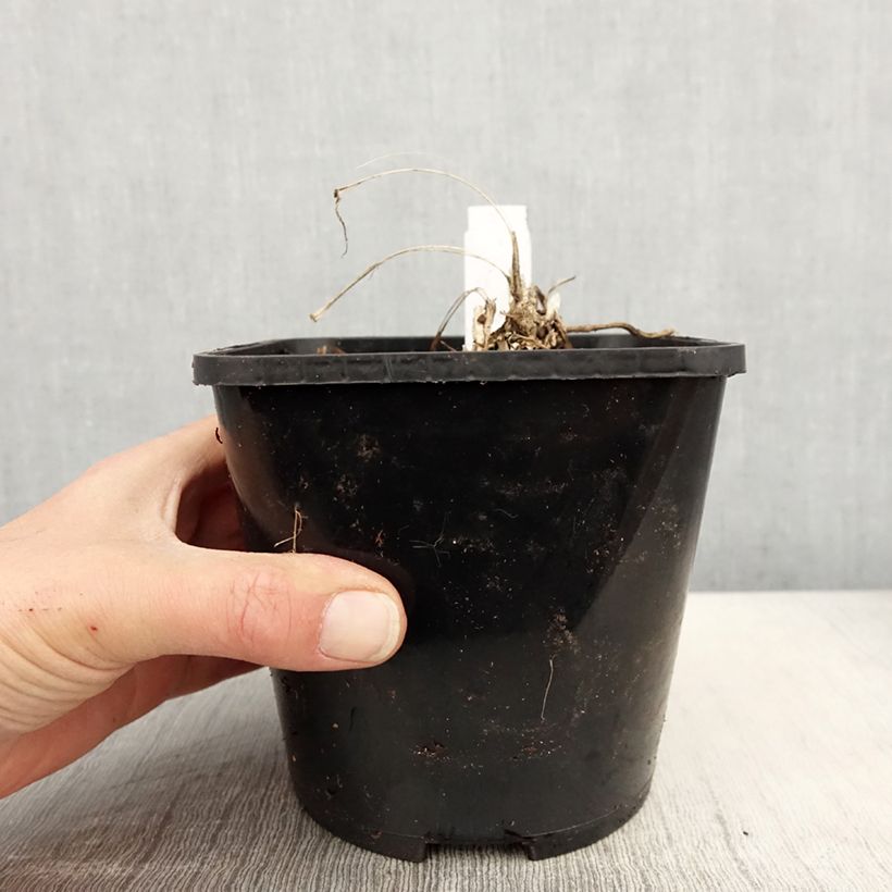 Spécimen de Liriope spicata Silver Dragon Pot de 2L/3L tel que livré au printemps