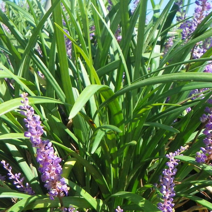 Liriope Super Blue (Foliage)