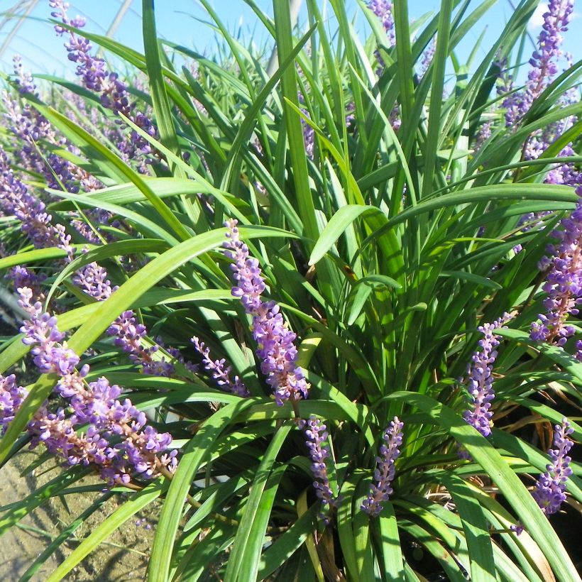 Liriope Super Blue (Plant habit)