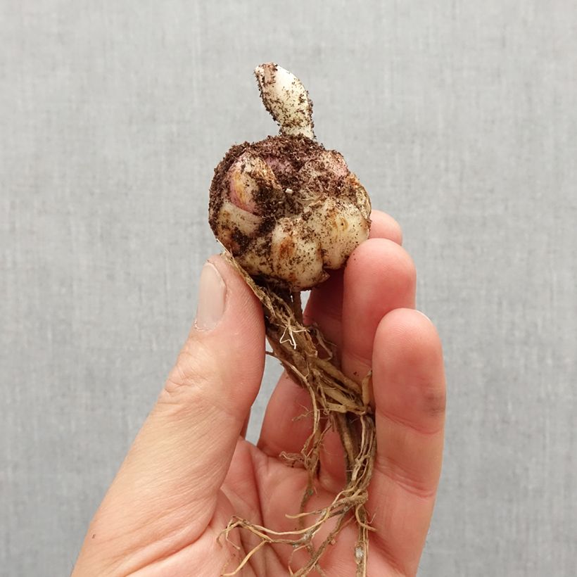 Example of Lis asiatique Broken Heart Bulbe calibre 14/16 as you get in printemps