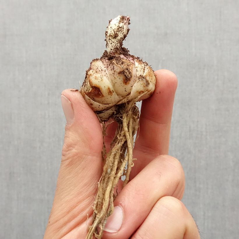 Example of Lis asiatique double - Lilium Red Twin Bulbe calibre 16/18 as you get in printemps