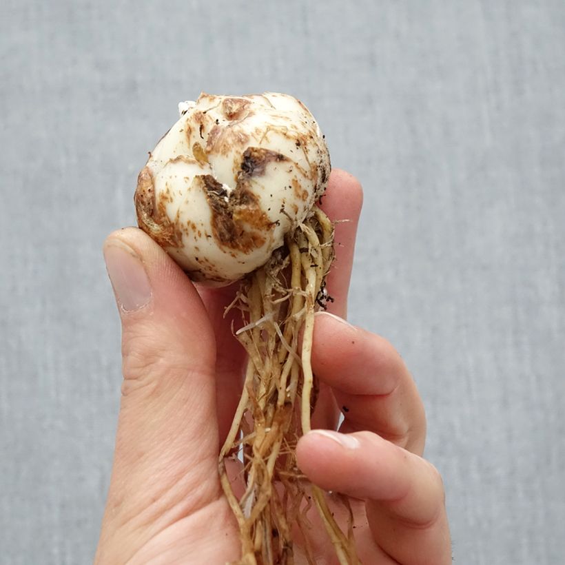 Example of Lis asiatique hybride - Lilium Salmon Tiger Bulbe calibre 16/18 as you get in printemps