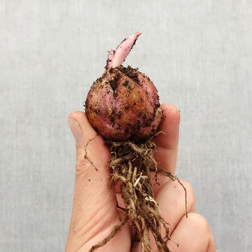 Spécimen de Lis asiatique Mapira Bulbe calibre 16+ tel que livré au printemps