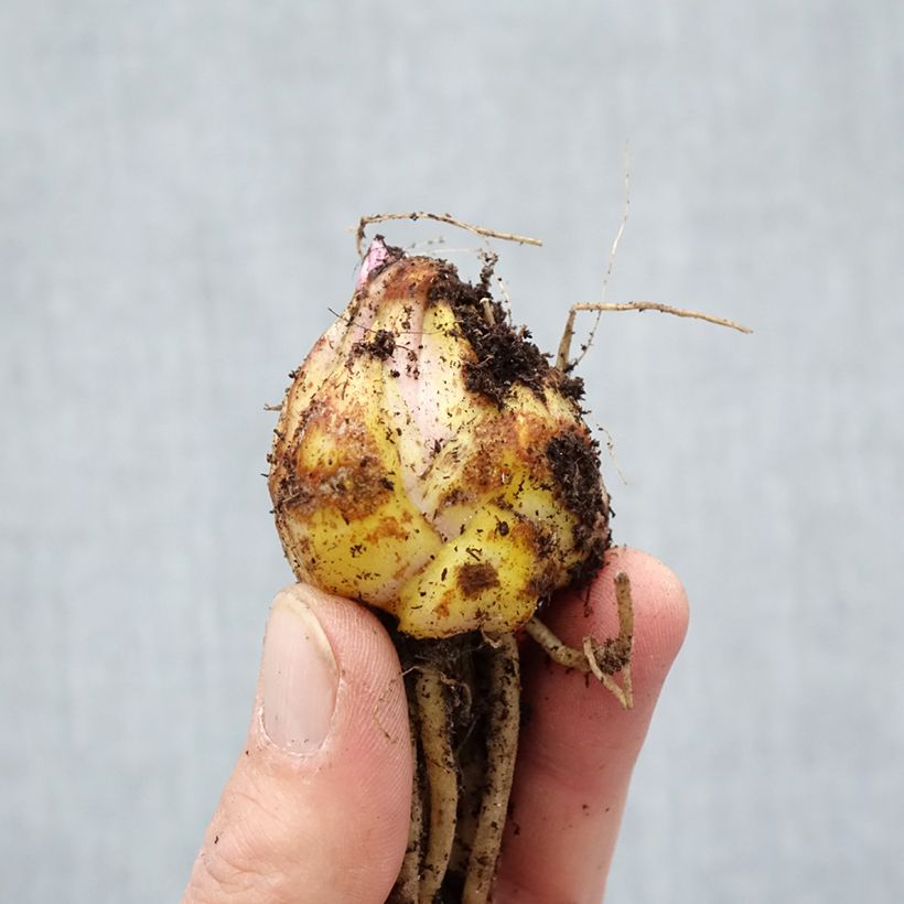 Spécimen de Lis asiatique Navona Bulbe calibre 14/16 tel que livré au printemps