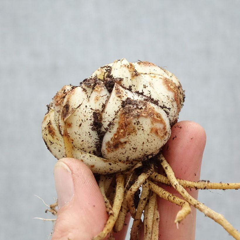 Spécimen de Lis asiatique Pearl Stacey Bulbe calibre 18+ tel que livré au printemps