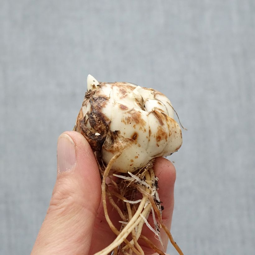 Spécimen de Lis asiatique Rosella's Dream Bulbe calibre 16/18 tel que livré au printemps