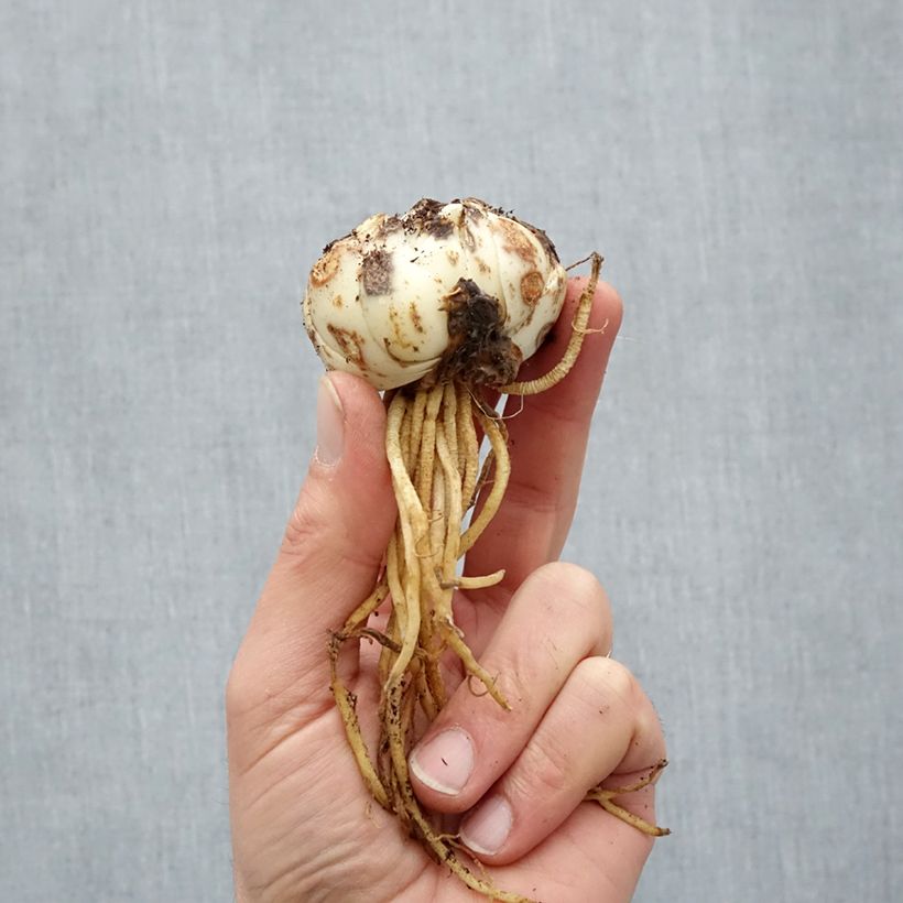 Spécimen de Lis asiatique Royal Kiss  Bulbe calibre 16/18 tel que livré au printemps