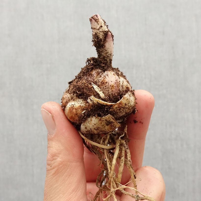 Example of Lis asiatique Soft Music Bulbe calibre 14/16 as you get in printemps